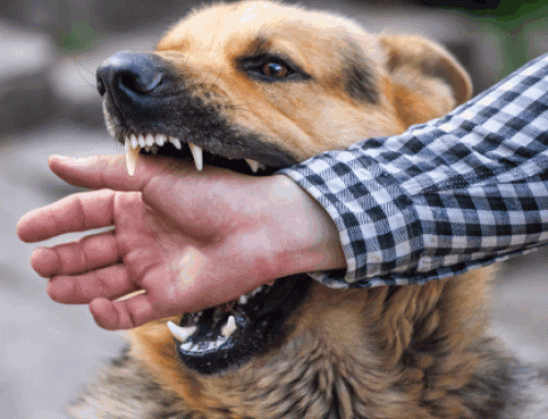 How much can you sue for a dog bite in Florida?